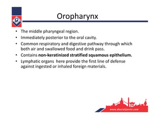 Oropharynx
• The middle pharyngeal region.
• Immediately posterior to the oral cavity.
• Common respiratory and digestive pathway through which
both air and swallowed food and drink pass.
• Contains non-keratinized stratified squamous epithelium.
• Lymphatic organs here provide the first line of defense
against ingested or inhaled foreign materials.
 