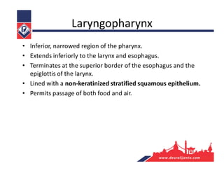 Laryngopharynx
• Inferior, narrowed region of the pharynx.
• Extends inferiorly to the larynx and esophagus.
• Terminates at the superior border of the esophagus and the
epiglottis of the larynx.
• Lined with a non-keratinized stratified squamous epithelium.
• Permits passage of both food and air.
 