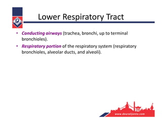 Lower Respiratory Tract
• Conducting airways (trachea, bronchi, up to terminal
bronchioles).
• Respiratory portion of the respiratory system (respiratory
bronchioles, alveolar ducts, and alveoli).
 