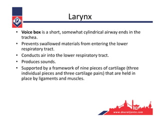 Larynx
• Voice box is a short, somewhat cylindrical airway ends in the
trachea.
• Prevents swallowed materials from entering the lower
respiratory tract.
• Conducts air into the lower respiratory tract.
• Produces sounds.
• Supported by a framework of nine pieces of cartilage (three
individual pieces and three cartilage pairs) that are held in
place by ligaments and muscles.
 