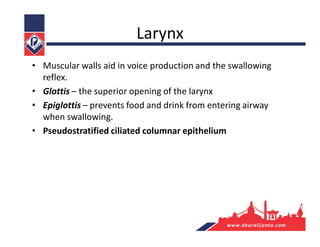 Larynx
• Muscular walls aid in voice production and the swallowing
reflex.
• Glottis – the superior opening of the larynx
• Epiglottis – prevents food and drink from entering airway
when swallowing.
• Pseudostratified ciliated columnar epithelium
 