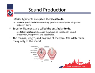 Sound Production
• Inferior ligaments are called the vocal folds.
– are true vocal cords because they produce sound when air passes
between them
• Superior ligaments are called the vestibular folds.
– are false vocal cords because they have no function in sound
production, but protect the vocal folds.
• The tension, length, and position of the vocal folds determine
the quality of the sound.
 