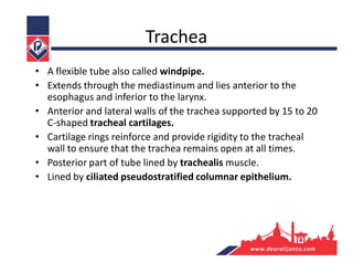 Trachea
• A flexible tube also called windpipe.
• Extends through the mediastinum and lies anterior to the
esophagus and inferior to the larynx.
• Anterior and lateral walls of the trachea supported by 15 to 20
C-shaped tracheal cartilages.
• Cartilage rings reinforce and provide rigidity to the tracheal
wall to ensure that the trachea remains open at all times.
• Posterior part of tube lined by trachealis muscle.
• Lined by ciliated pseudostratified columnar epithelium.
 