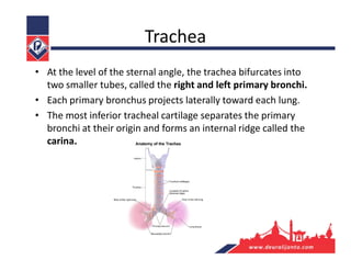 Trachea
• At the level of the sternal angle, the trachea bifurcates into
two smaller tubes, called the right and left primary bronchi.
• Each primary bronchus projects laterally toward each lung.
• The most inferior tracheal cartilage separates the primary
bronchi at their origin and forms an internal ridge called the
carina.
 