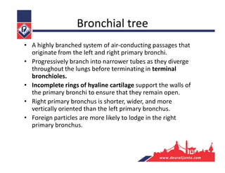 Bronchial tree
• A highly branched system of air-conducting passages that
originate from the left and right primary bronchi.
• Progressively branch into narrower tubes as they diverge
throughout the lungs before terminating in terminal
bronchioles.
• Incomplete rings of hyaline cartilage support the walls of
the primary bronchi to ensure that they remain open.
• Right primary bronchus is shorter, wider, and more
vertically oriented than the left primary bronchus.
• Foreign particles are more likely to lodge in the right
primary bronchus.
 