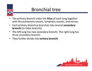 Bronchial tree
• The primary bronchi enter the hilus of each lung together
with the pulmonary vessels, lymphatic vessels, and nerves.
• Each primary bronchus branches into several secondary
bronchi (or lobar bronchi).
• The left lung has two secondary bronchi. The right lung has
three secondary bronchi.
• They further divide into tertiary bronchi.
 