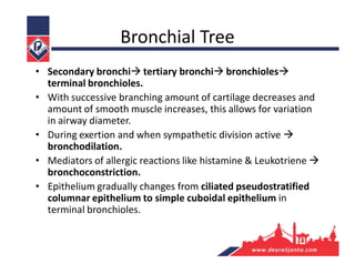 Bronchial Tree
• Secondary bronchi tertiary bronchi bronchioles
terminal bronchioles.
• With successive branching amount of cartilage decreases and
amount of smooth muscle increases, this allows for variation
in airway diameter.
• During exertion and when sympathetic division active 
bronchodilation.
• Mediators of allergic reactions like histamine & Leukotriene 
bronchoconstriction.
• Epithelium gradually changes from ciliated pseudostratified
columnar epithelium to simple cuboidal epithelium in
terminal bronchioles.
 