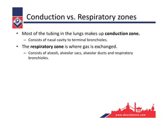 Conduction vs. Respiratory zones
• Most of the tubing in the lungs makes up conduction zone.
– Consists of nasal cavity to terminal bronchioles.
• The respiratory zone is where gas is exchanged.
– Consists of alveoli, alveolar sacs, alveolar ducts and respiratory
bronchioles.
 