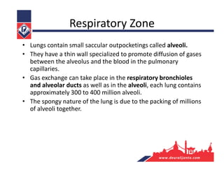 Respiratory Zone
• Lungs contain small saccular outpocketings called alveoli.
• They have a thin wall specialized to promote diffusion of gases
between the alveolus and the blood in the pulmonary
capillaries.
• Gas exchange can take place in the respiratory bronchioles
and alveolar ducts as well as in the alveoli, each lung contains
approximately 300 to 400 million alveoli.
• The spongy nature of the lung is due to the packing of millions
of alveoli together.
 