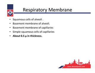 Respiratory Membrane
• Squamous cells of alveoli .
• Basement membrane of alveoli.
• Basement membrane of capillaries
• Simple squamous cells of capillaries
• About 0.5 μ in thickness.
 