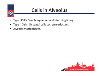 Cells in Alveolus
• Type I Cells: Simple squamous cells forming lining.
• Type II Cells: Or septal cells secrete surfactant.
• Alveolar macrophages.
 