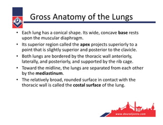 Gross Anatomy of the Lungs
• Each lung has a conical shape. Its wide, concave base rests
upon the muscular diaphragm.
• Its superior region called the apex projects superiorly to a
point that is slightly superior and posterior to the clavicle.
• Both lungs are bordered by the thoracic wall anteriorly,
laterally, and posteriorly, and supported by the rib cage.
• Toward the midline, the lungs are separated from each other
by the mediastinum.
• The relatively broad, rounded surface in contact with the
thoracic wall is called the costal surface of the lung.
 