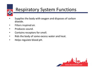Respiratory System Functions
• Supplies the body with oxygen and disposes of carbon
dioxide.
• Filters inspired air.
• Produces sound.
• Contains receptors for smell.
• Rids the body of some excess water and heat.
• Helps regulate blood pH.
 