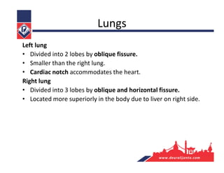 Lungs
Left lung
• Divided into 2 lobes by oblique fissure.
• Smaller than the right lung.
• Cardiac notch accommodates the heart.
Right lung
• Divided into 3 lobes by oblique and horizontal fissure.
• Located more superiorly in the body due to liver on right side.
 
