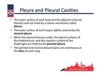 Pleura and Pleural Cavities
• The outer surface of each lung and the adjacent internal
thoracic wall are lined by a serous membrane called
pleura.
• The outer surface of each lung is tightly covered by the
visceral pleura.
• While the internal thoracic walls, the lateral surfaces of
the mediastinum, and the superior surface of the
diaphragm are lined by the parietal pleura.
• The parietal and visceral pleural layers are continuous at
the hilus of each lung.
 