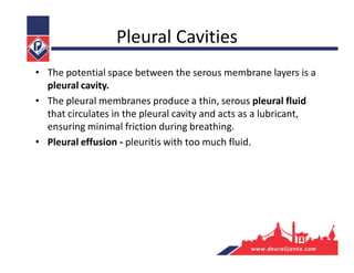 Pleural Cavities
• The potential space between the serous membrane layers is a
pleural cavity.
• The pleural membranes produce a thin, serous pleural fluid
that circulates in the pleural cavity and acts as a lubricant,
ensuring minimal friction during breathing.
• Pleural effusion - pleuritis with too much fluid.
 