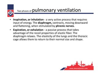 Two phases of pulmonary ventilation
• Inspiration, or inhalation - a very active process that requires
input of energy. The diaphragm, contracts, moving downward
and flattening, when stimulated by phrenic nerves.
• Expiration, or exhalation - a passive process that takes
advantage of the recoil properties of elastic fiber. The
diaphragm relaxes. The elasticity of the lungs and the thoracic
cage allows them to return to their normal size and shape.
 