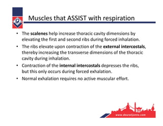 Muscles that ASSIST with respiration
• The scalenes help increase thoracic cavity dimensions by
elevating the first and second ribs during forced inhalation.
• The ribs elevate upon contraction of the external intercostals,
thereby increasing the transverse dimensions of the thoracic
cavity during inhalation.
• Contraction of the internal intercostals depresses the ribs,
but this only occurs during forced exhalation.
• Normal exhalation requires no active muscular effort.
 