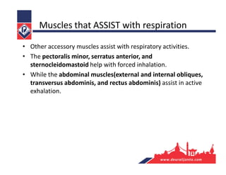 Muscles that ASSIST with respiration
• Other accessory muscles assist with respiratory activities.
• The pectoralis minor, serratus anterior, and
sternocleidomastoid help with forced inhalation.
• While the abdominal muscles(external and internal obliques,
transversus abdominis, and rectus abdominis) assist in active
exhalation.
 
