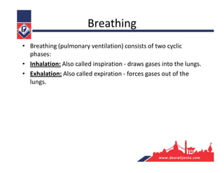 Breathing
• Breathing (pulmonary ventilation) consists of two cyclic
phases:
• Inhalation: Also called inspiration - draws gases into the lungs.
• Exhalation: Also called expiration - forces gases out of the
lungs.
 
