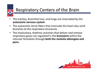 Respiratory Centers of the Brain
• The trachea, bronchial tree, and lungs are innervated by the
autonomic nervous system.
• The autonomic nerve fibers that innervate the heart also send
branches to the respiratory structures.
• The involuntary, rhythmic activities that deliver and remove
respiratory gases are regulated in the brainstem within the
reticular formation through both the medulla oblongata and
pons.
 