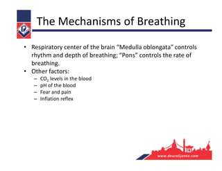 The Mechanisms of Breathing
• Respiratory center of the brain “Medulla oblongata” controls
rhythm and depth of breathing; “Pons” controls the rate of
breathing.
• Other factors:
– CO2 levels in the blood
– pH of the blood
– Fear and pain
– Inflation reflex
 