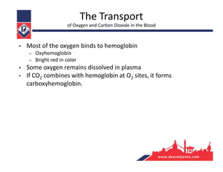 The Transport
of Oxygen and Carbon Dioxide in the Blood
• Most of the oxygen binds to hemoglobin
– Oxyhemoglobin
– Bright red in color
• Some oxygen remains dissolved in plasma
• If CO2 combines with hemoglobin at O2 sites, it forms
carboxyhemoglobin.
 