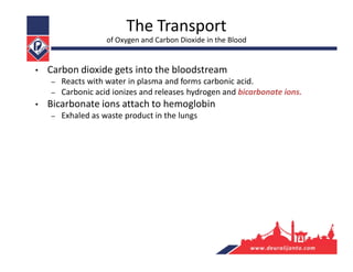 • Carbon dioxide gets into the bloodstream
– Reacts with water in plasma and forms carbonic acid.
– Carbonic acid ionizes and releases hydrogen and bicarbonate ions.
• Bicarbonate ions attach to hemoglobin
– Exhaled as waste product in the lungs
The Transport
of Oxygen and Carbon Dioxide in the Blood
 