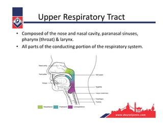 Upper Respiratory Tract
• Composed of the nose and nasal cavity, paranasal sinuses,
pharynx (throat) & larynx.
• All parts of the conducting portion of the respiratory system.
 