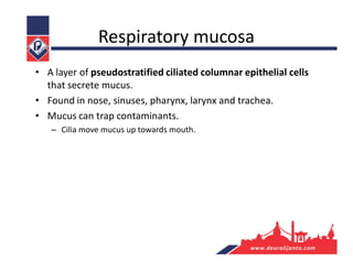 Respiratory mucosa
• A layer of pseudostratified ciliated columnar epithelial cells
that secrete mucus.
• Found in nose, sinuses, pharynx, larynx and trachea.
• Mucus can trap contaminants.
– Cilia move mucus up towards mouth.
 