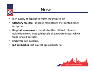 Nose
• Rich supply of capillaries warm the inspired air.
• Olfactory mucosa – mucous membranes that contain smell
receptors.
• Respiratory mucosa – pseudostratified ciliated columnar
epithelium containing goblet cells that secrete mucus which
traps inhaled particles.
• Lysozyme kills bacteria.
• IgA antibodies that protect against bacteria.
 
