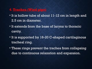 Windpipe Collapse Respiratory system of humans_081746.pptx