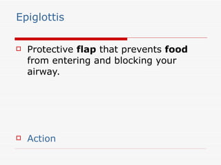 Epiglottis <ul><li>Protective  flap  that prevents  food  from entering and blocking your airway. </li></ul><ul><li>Action...