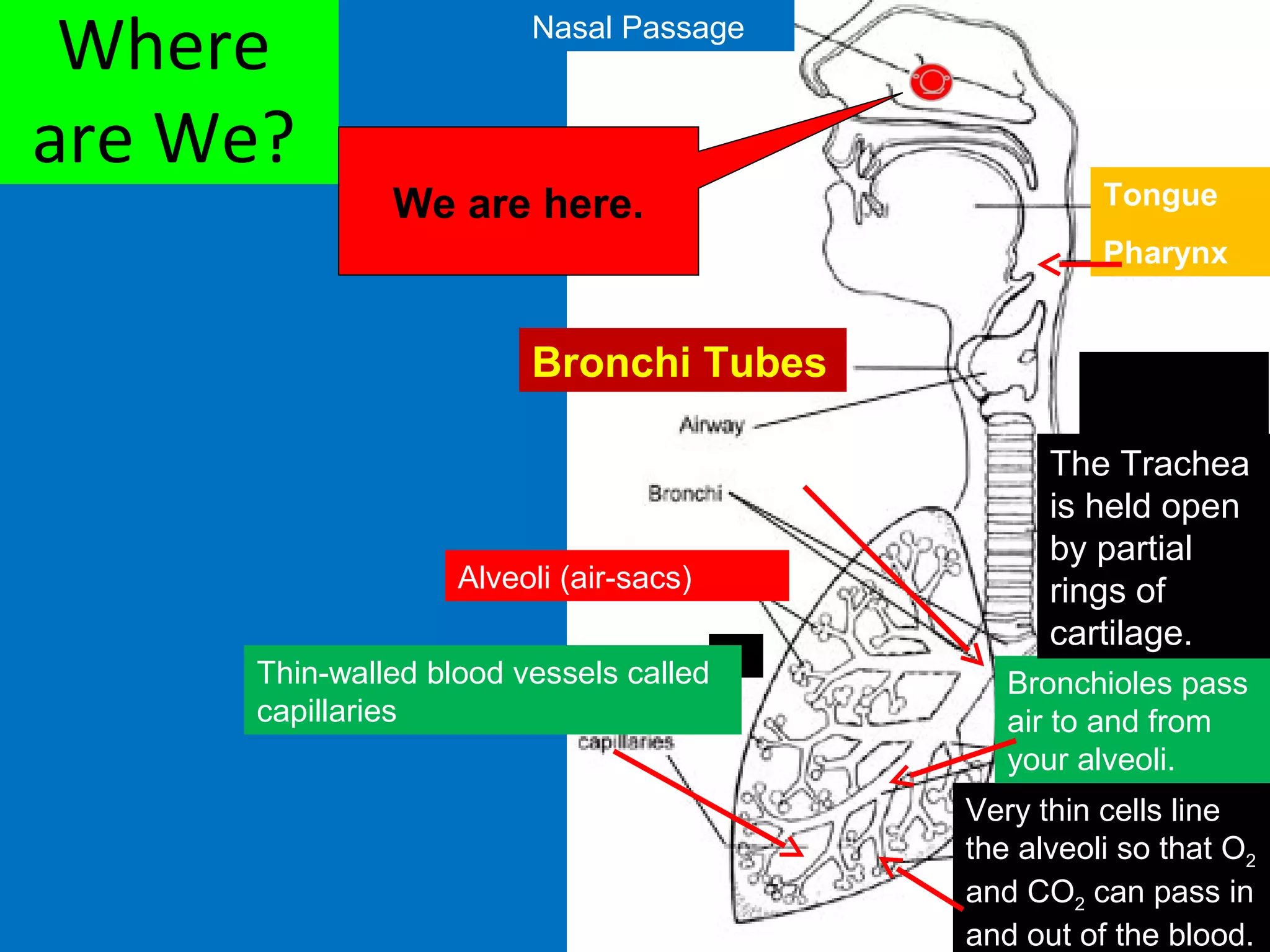 The Unexpected Truth About Your Upper Respiratory System'S Anatomy - 4uejklk