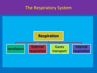 The Respiratory System
 