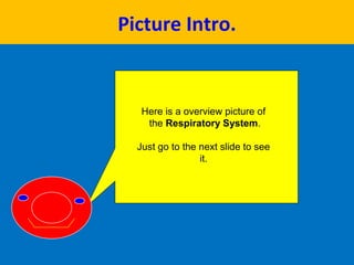 Here is a overview picture of
the Respiratory System.
Just go to the next slide to see
it.
Picture Intro.
 
