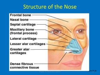 Chapter 22, Respiratory System 16
Structure of the Nose
Figure 22.2b
 