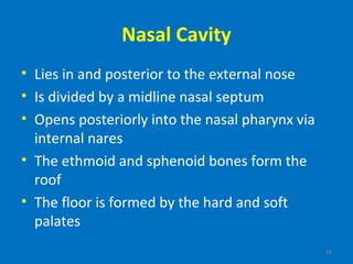 18
Nasal Cavity
• Lies in and posterior to the external nose
• Is divided by a midline nasal septum
• Opens posteriorly into the nasal pharynx via
internal nares
• The ethmoid and sphenoid bones form the
roof
• The floor is formed by the hard and soft
palates
 