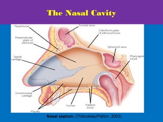 The Nasal Cavity
Nasal septum. (Thibodeau/Patton, 2003)
 