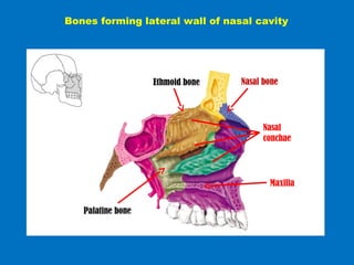 Bones forming lateral wall of nasal cavity
Nasal boneEthmoid bone
Nasal
conchae
Maxilla
Palatine bone
 