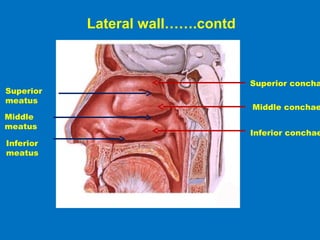 Superior concha
Middle conchae
Inferior conchae
Superior
meatus
Middle
meatus
Inferior
meatus
Lateral wall…….contd
 