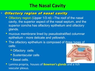 The Nasal Cavity
• Olfactory region of nasal cavityOlfactory region of nasal cavity
 Olfactory region (Upper 1/3 rd) –The roof of the nasal
cavity, the superior aspect of the nasal septum, and the
superior concha has olfactory epithelium and olfactory
glands.
 mucous membrane lined by pseudostratified columnar
epithelium - more delicate and yellowish.
 The olfactory epithelium is composed of three types of
cells:
 Olfactory cells
 Sustentacular cells
 Basal cells.
 Lamina propria, houses of Bowman’s glands and a rich
vascular plexus.
 