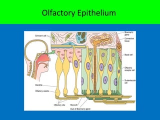 Olfactory Epithelium
 