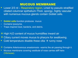 MUCOUS MEMBRANE
 Lower 2/3 rd – Respiratory region, Lined by pseudo stratified
ciliated columnar epithelium-Thick ,spongy ,highly vascular
with numerous mucous glands contain Goblet cells.
 Goblet cells-function produces mucus
– Contains lysozyme.
– Traps inspired dust, bacteria, and debris.
 High H2O content of mucus humidifies inward air
 Ciliary current moves mucus to pharynx for swallowing.
 Cold temperature disable these cilia  runny nose
 Contains Arteriovenous anastomosis –warms the air passing through it.
 Mucous membrane covering vestibule of nose carries stiff hairs
(Vibrissae).
 