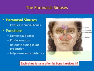 The Paranasal Sinuses
• Paranasal Sinuses
– Cavities in cranial bones
• Functions
– Lighten skull bones
– Produce mucus
– Resonate during sound
production
– help warm and moisten air
Each sinus is name after the bone it resides in!
 