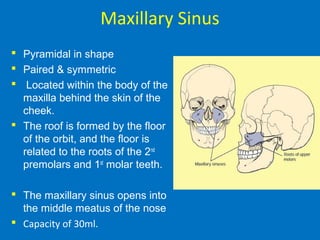 Maxillary Sinus
 Pyramidal in shape
 Paired & symmetric
 Located within the body of the
maxilla behind the skin of the
cheek.
 The roof is formed by the floor
of the orbit, and the floor is
related to the roots of the 2nd
premolars and 1st
molar teeth.
 The maxillary sinus opens into
the middle meatus of the nose
 Capacity of 30ml.
 