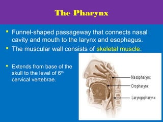 The Pharynx
 Funnel-shaped passageway that connects nasal
cavity and mouth to the larynx and esophagus.
 The muscular wall consists of skeletal muscle.
 Extends from base of the
skull to the level of 6th
cervical vertebrae.
 