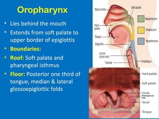 Oropharynx
• Lies behind the mouth
• Extends from soft palate to
upper border of epiglottis
• Boundaries:
• Roof: Soft palate and
pharyngeal isthmus
• Floor: Posterior one third of
tongue, median & lateral
glossoepiglottic folds
 