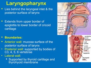 Laryngopharynx
 Lies behind the laryngeal inlet & the
posterior surface of larynx
 Extends from upper border of
epiglottis to lower border of cricoid
cartilage
 Boundaries:
 Anterior wall: mucosa surface of the
posterior surface of larynx
• Posterior wall: supported by bodies of
C3, 4, 5, 6 vertebrae
• Lateral wall:
 Supported by thyroid cartilage and
thyrohyoid membrane
 