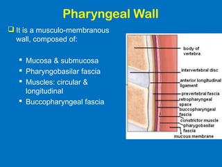 Pharyngeal Wall
 It is a musculo-membranous
wall, composed of:
 Mucosa & submucosa
 Pharyngobasilar fascia
 Muscles: circular &
longitudinal
 Buccopharyngeal fascia
 